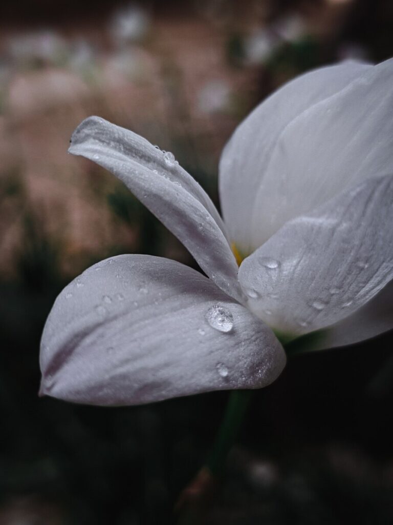 flores, vida, naturaleza-5171878.jpg